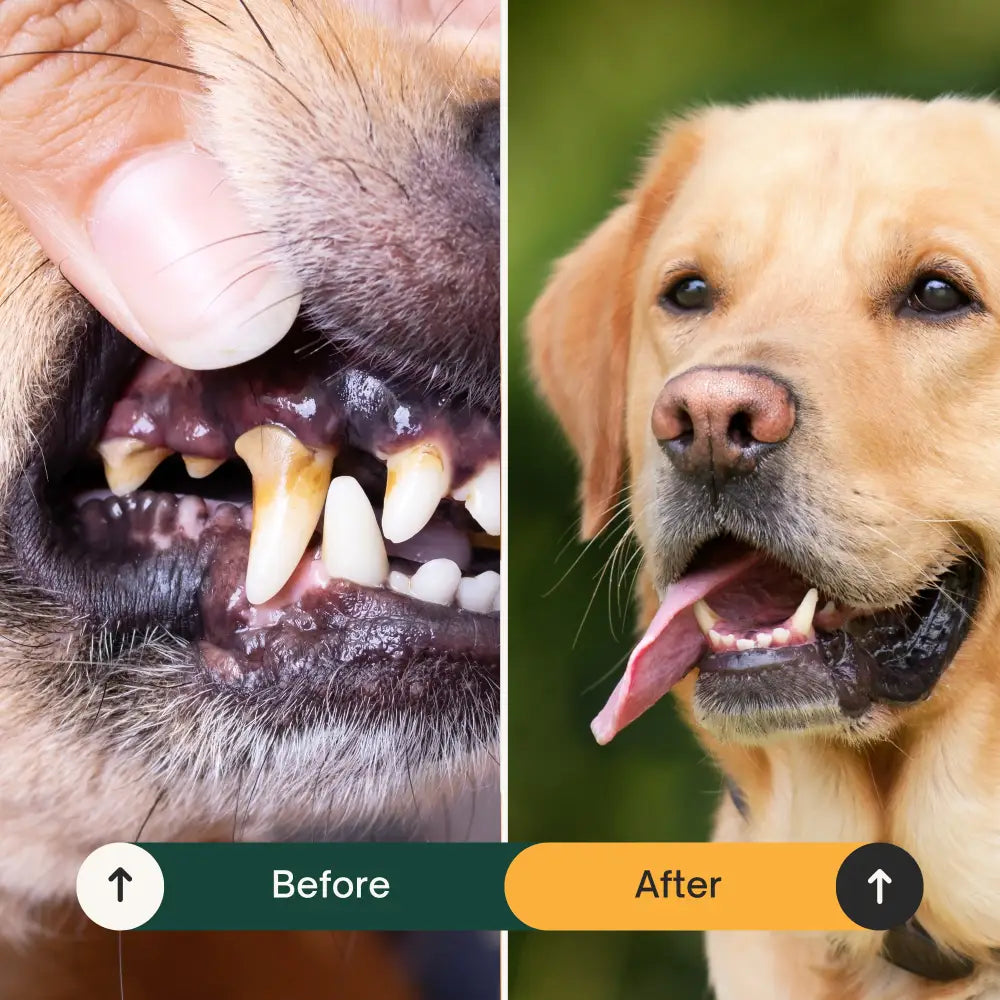 Dental Seaweed Powder for Dogs & Cats: Plaque Removal